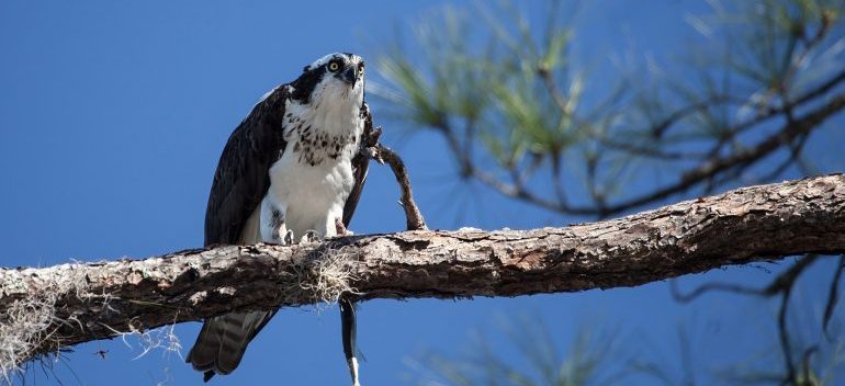 Bird on a branch