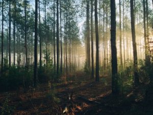 State parks have always been one of the most popular Florida attractions.