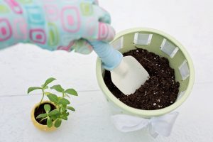 a hand placing flowers in pot