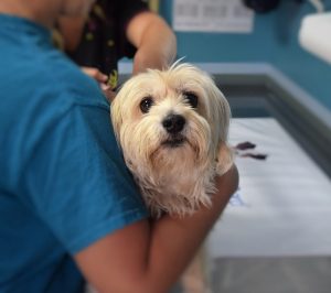 Dog at the vet