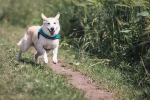 Moving with pets