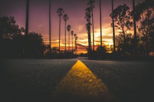 road with palm trees