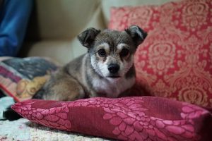 Puppy on a cushion