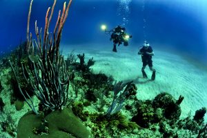 Scuba divers diving