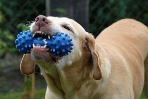 Dog chewing on his toy