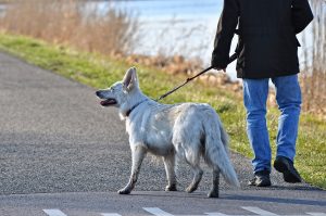 Man walking his dog as one of the ways of helping pets adjust to a new home