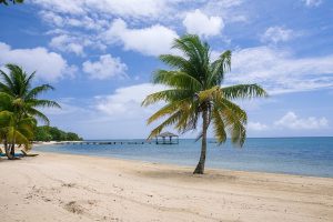 Palms on a sandy beach.