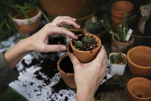 pots - prepare plants for relocation