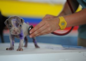 dog at the Vet 