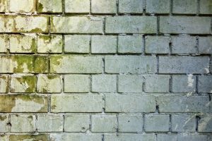 Brick wall with mold on it