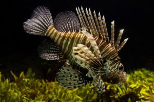 Lion fish 