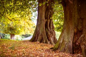 Trees in the park