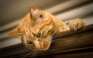 Cat on a closet