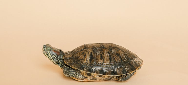 a turtle on orange background
