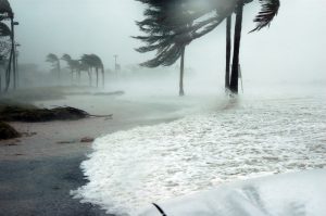 Palm tress on a beach bending to a harsh hurricane wind and sea water foaming; hurricanes are rightfully the main reason for leaving Florida