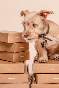 A dog and boxes