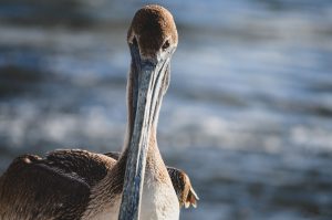 A pelican