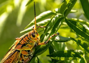 A bug on a leaf