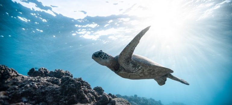 a turtle swimming in the ocean