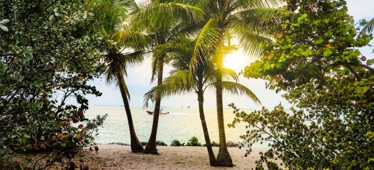 A view of a Florida beach through palm trees.