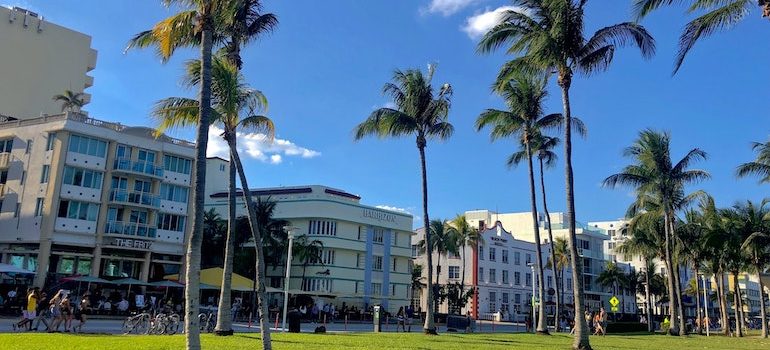 palm trees and buildings