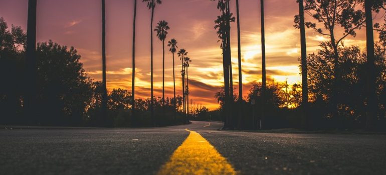 palm-lined road