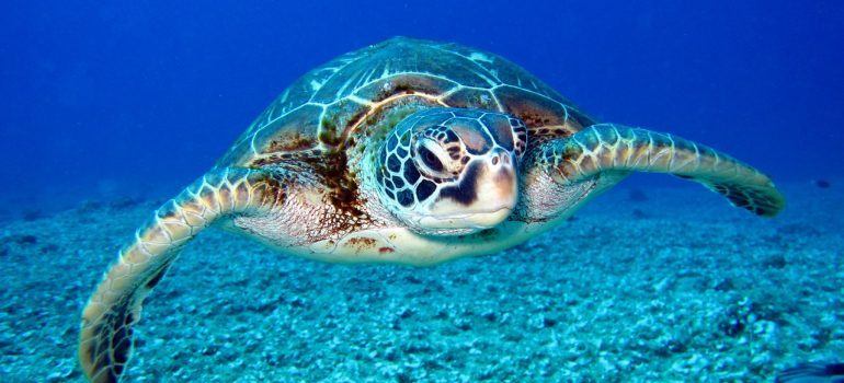 Turte in sea