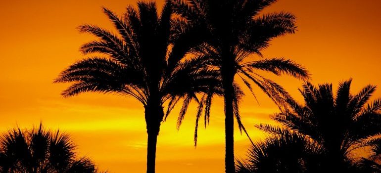 palms and the sunset