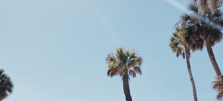 palm trees - Reasons to move to Tampa