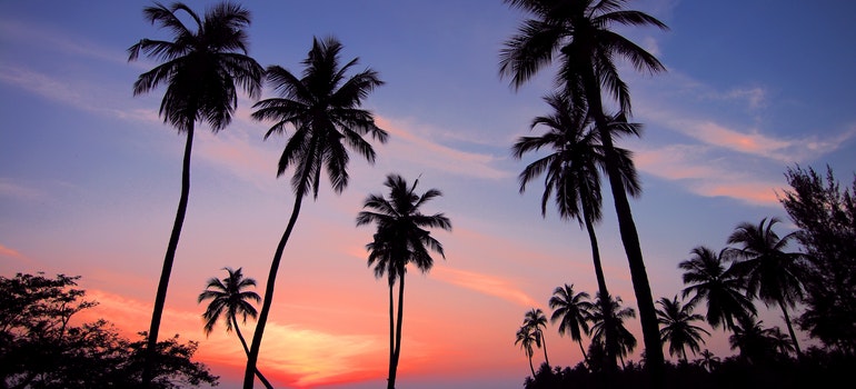 palms during sunset