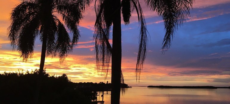 palms in florida