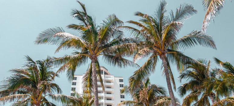 Florida, palms and building