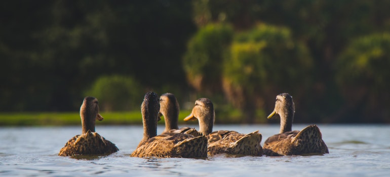 Ducks in water