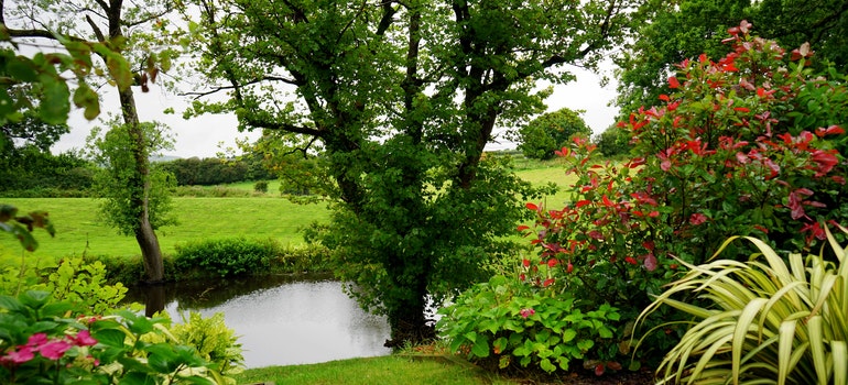 Plants near water in a park