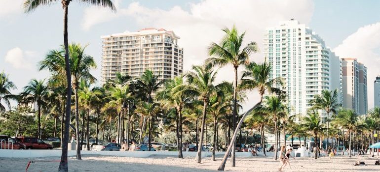 Palm trees and buildings in Miami