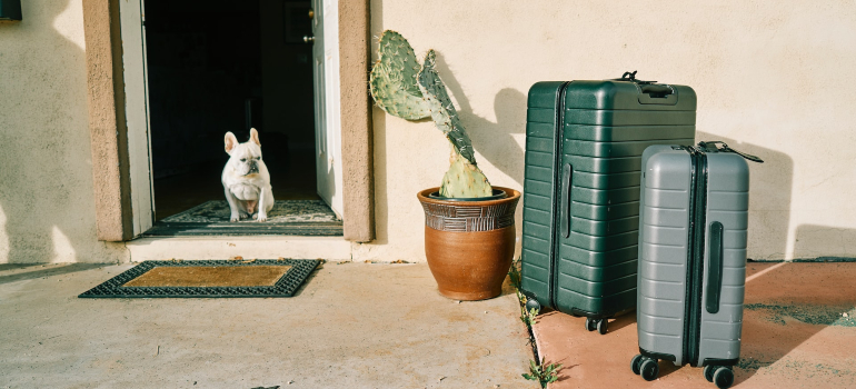 Dog at the porch and two suitcases