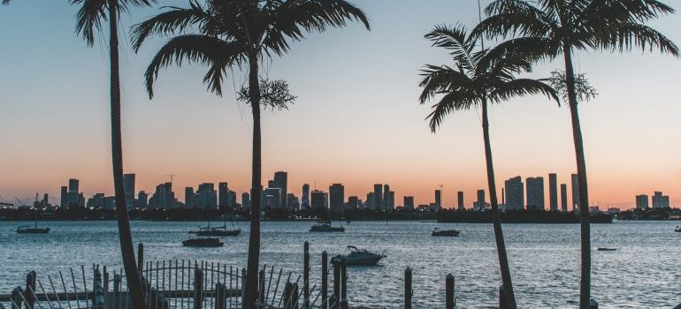 Palm trees and city view in Florida