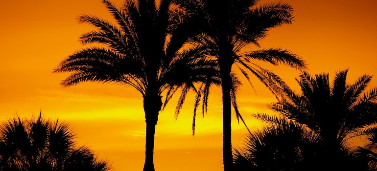 Silhouette photo of palm trees