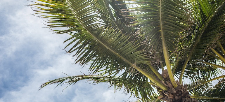 Green coconut tree