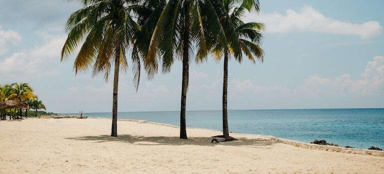 Three palm trees on a beach