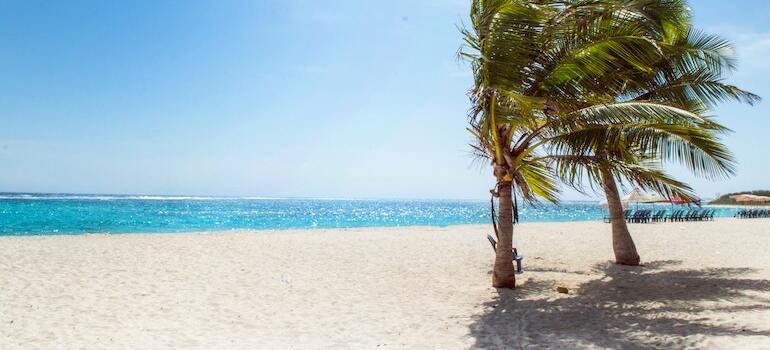 A beach with two palm tress