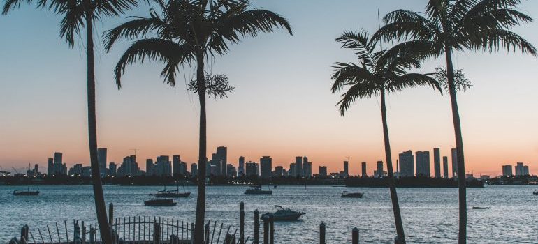 Palm trees and city in Florida