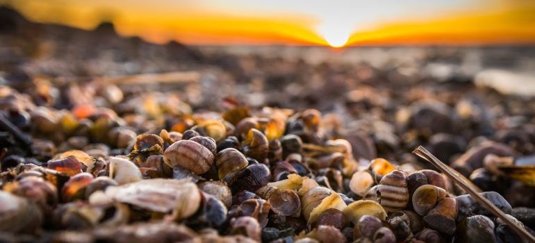 a lot of shells on the beach