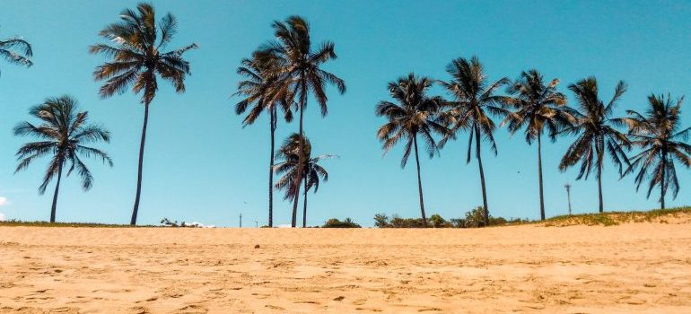 palms on the beach