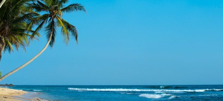 waves and palms on the beach