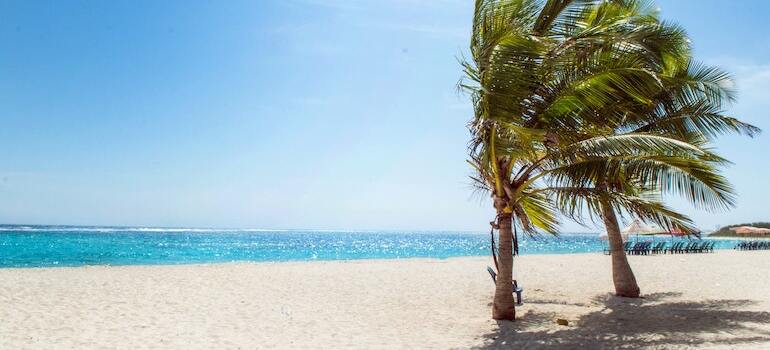 A beach with two palm trees