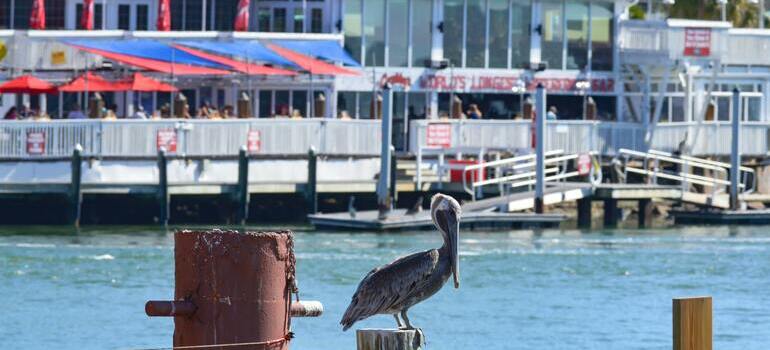 A bird in Shore Acres, one of the the best neighborhoods for families in St. Petersburg