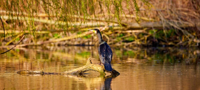 Bird in a swamp