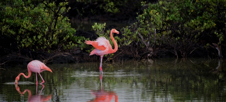 Pink flamingos in the lake