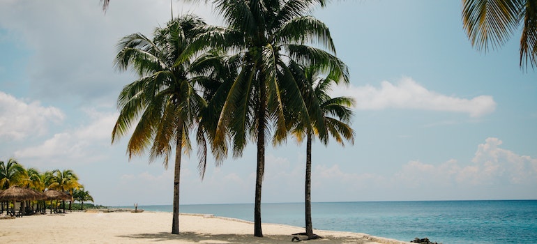 A beach with palms on it. 